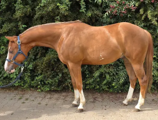 Reining-Nachwuchs mit Herz, Talent und Top-Abstammung
