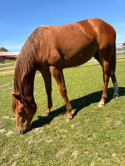 Adorable jeune jument AQHA avec pedigree Reining