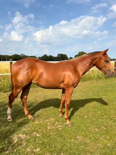 Bezaubernde AQHA Nachwuchsstute mit Reining-Pedigree