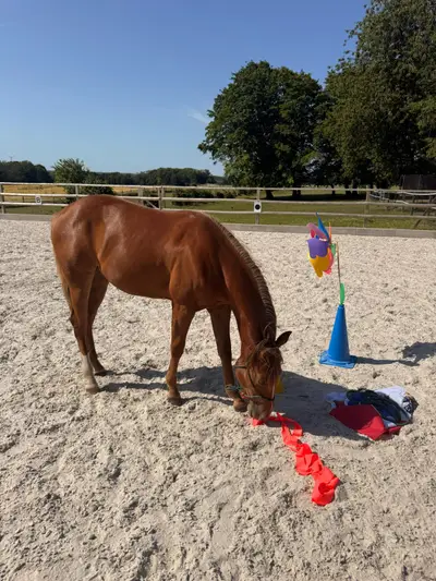 Bezaubernde AQHA Nachwuchsstute mit Reining-Pedigree