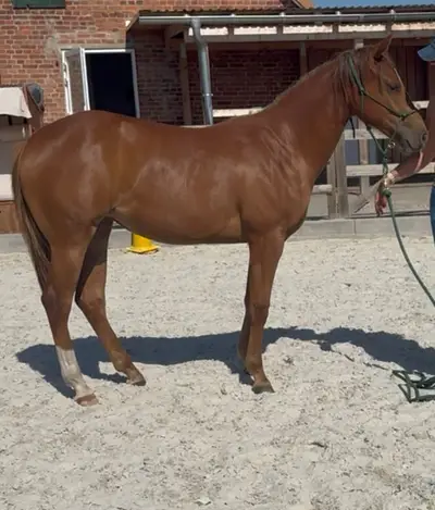 Bezaubernde AQHA Nachwuchsstute mit Reining-Pedigree