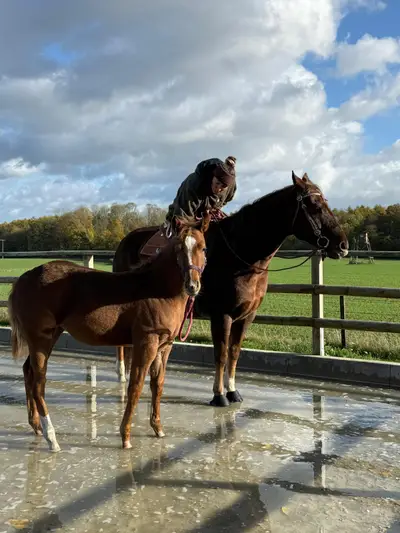 Bezaubernde AQHA Nachwuchsstute mit Reining-Pedigree