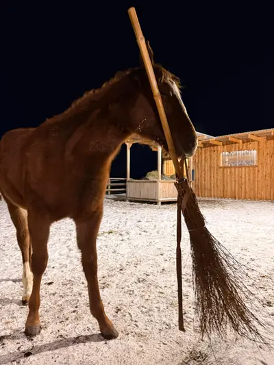 Bezaubernde AQHA Nachwuchsstute mit Reining-Pedigree