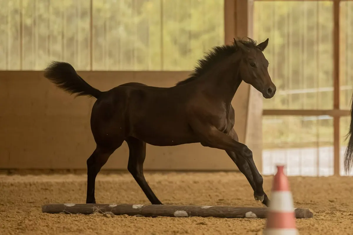 Prämierter Quarter Horse Nachwuchshengst mit Ausstrahlung