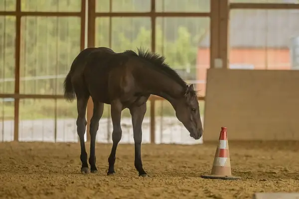 Prämierter Quarter Horse Nachwuchshengst  mit Ausstrahlung
