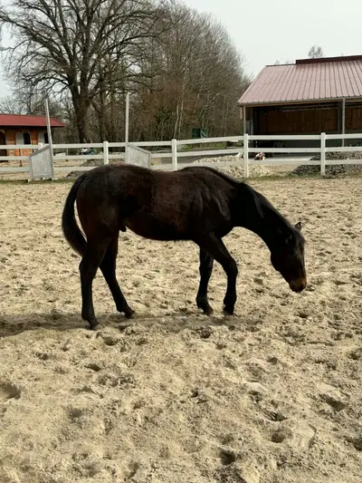 Prämierter Quarter Horse Nachwuchshengst  mit Ausstrahlung