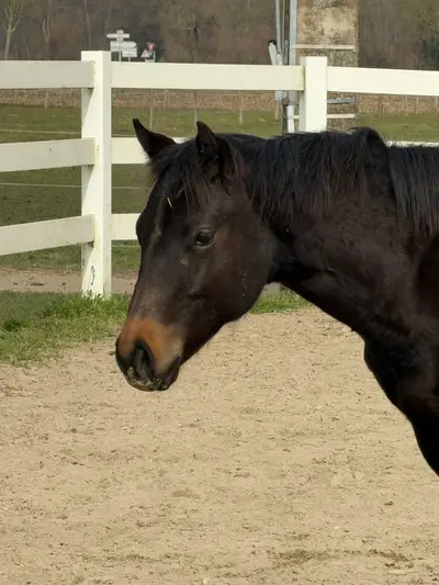Prämierter Quarter Horse Nachwuchshengst  mit Ausstrahlung