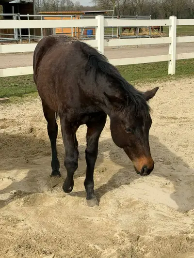 Prämierter Quarter Horse Nachwuchshengst  mit Ausstrahlung