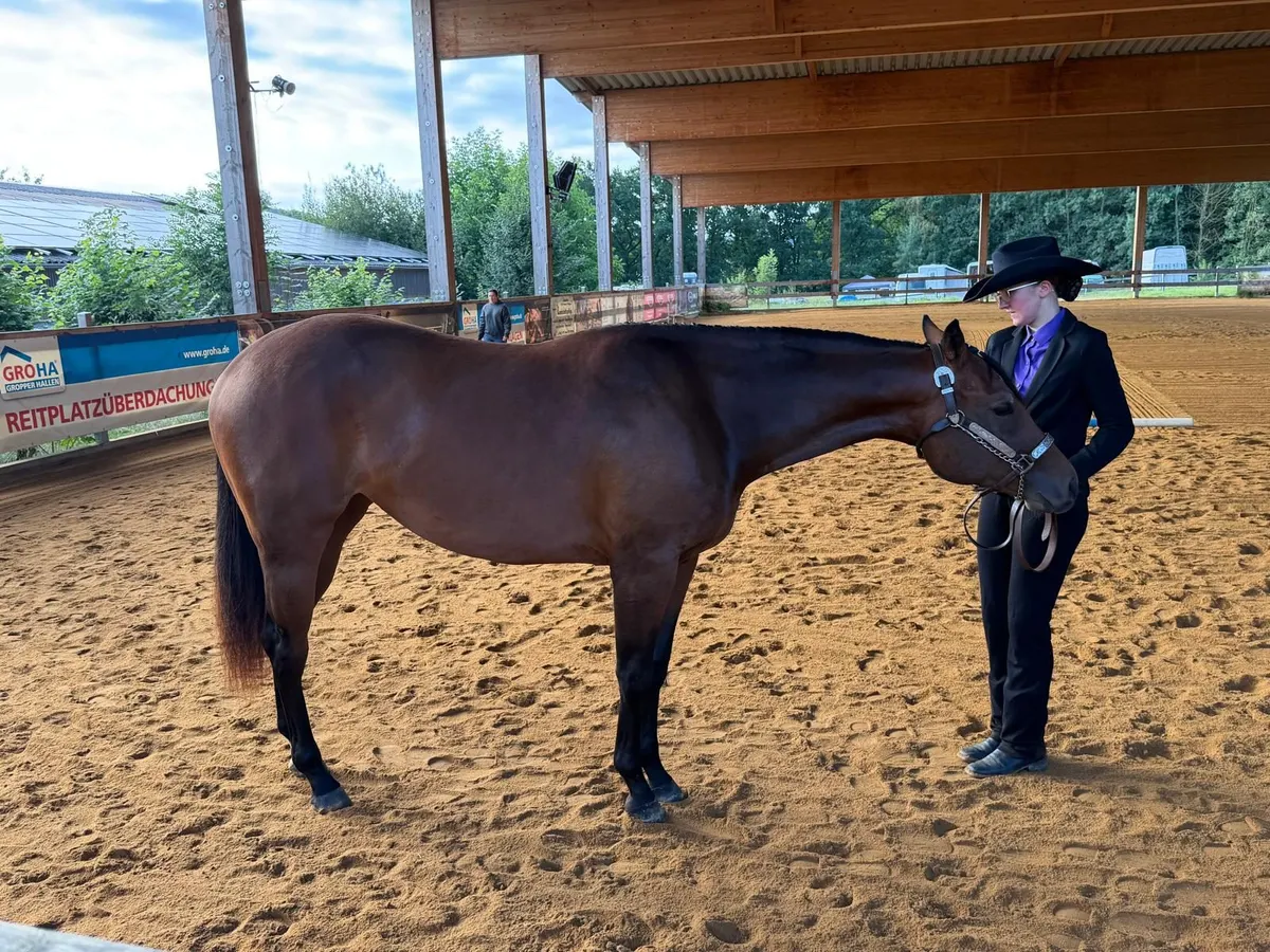 Traumhafte Quarter Horse Stute mit top Allroundabstammung