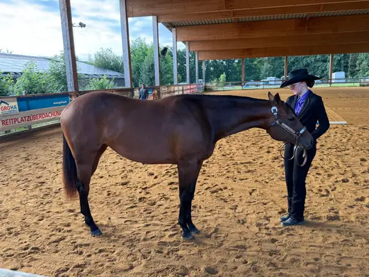 Traumhafte Quarter Horse Stute mit top Allroundabstammung