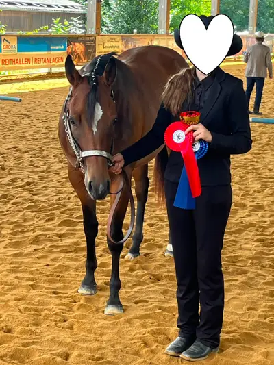 Traumhafte Quarter Horse Stute mit top Allroundabstammung