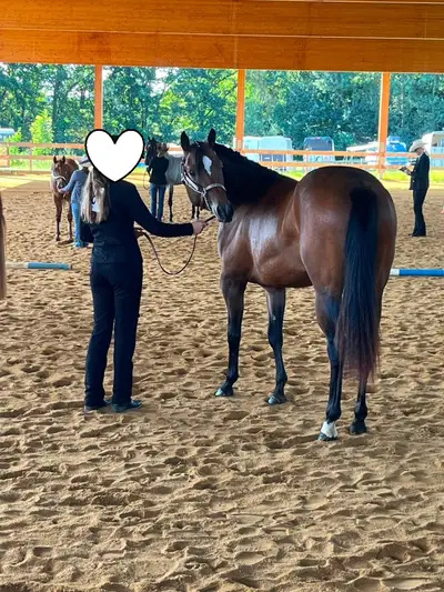 Traumhafte Quarter Horse Stute mit top Allroundabstammung
