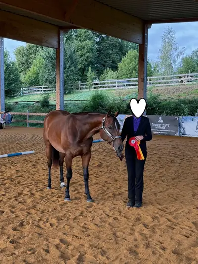 Traumhafte Quarter Horse Stute mit top Allroundabstammung