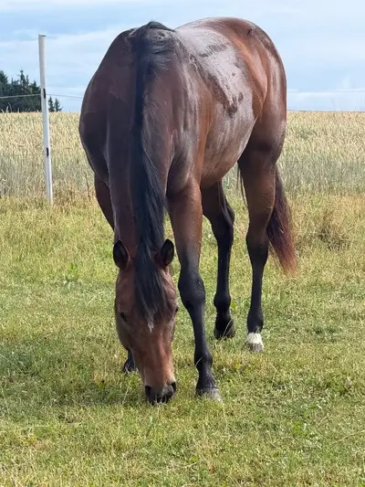 Traumhafte Quarter Horse Stute mit top Allroundabstammung