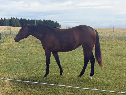 Traumhafte Quarter Horse Stute mit top Allroundabstammung