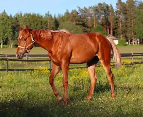 Joven promesa de reining de líneas de sangre probadas