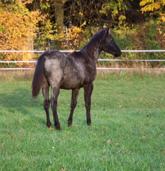 Traumhafter blue roan Quarter Horse Hengst