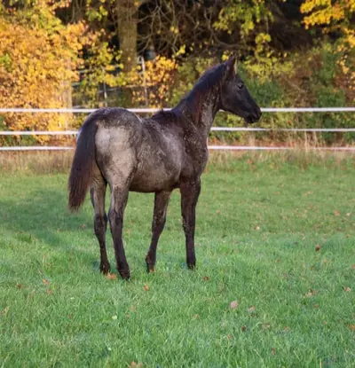 Soñado semental Quarter Horse Blue Roan