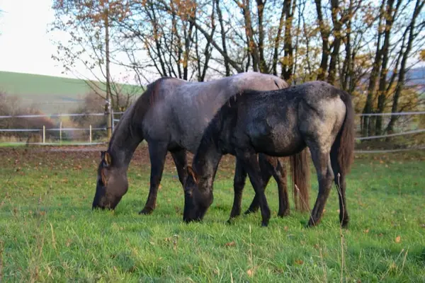 Traumhafter blue roan Quarter Horse Hengst