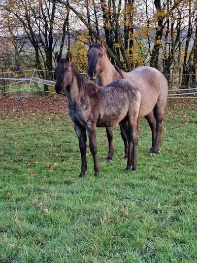 Traumhafter blue roan Quarter Horse Hengst