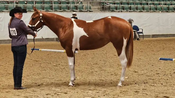 Fohlenschausiegerin & Champion Paint Horse Stute mit Top-Abs