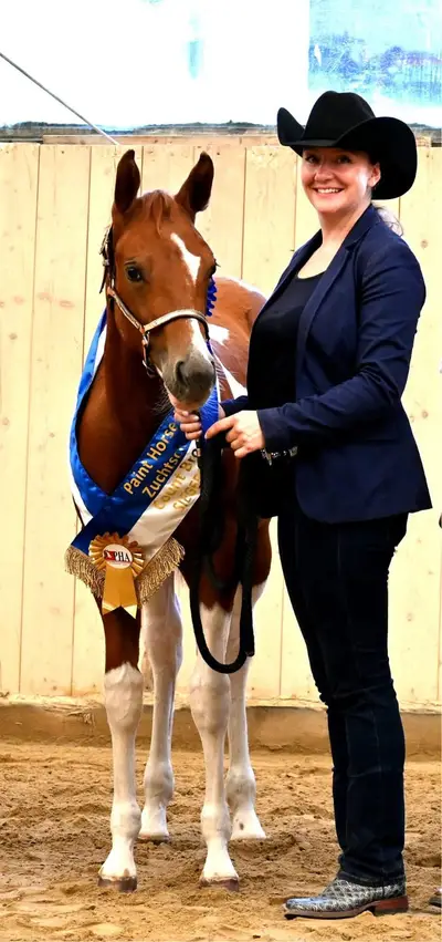 Fohlenschausiegerin & Champion Paint Horse Stute mit Top-Abs
