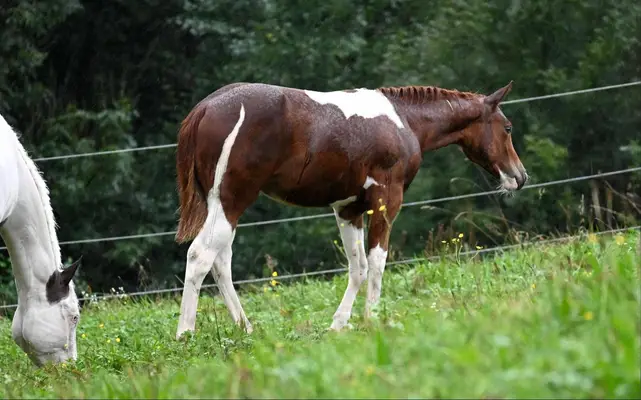 Fohlenschausiegerin & Champion Paint Horse Stute mit Top-Abs