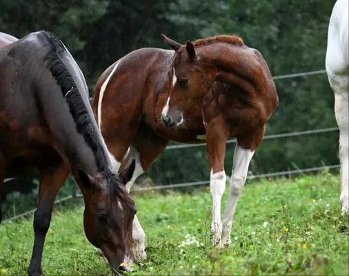 Fohlenschausiegerin & Champion Paint Horse Stute mit Top-Abs