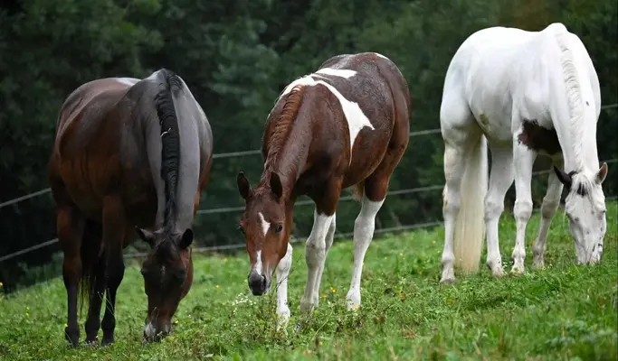 Fohlenschausiegerin & Champion Paint Horse Stute mit Top-Abs