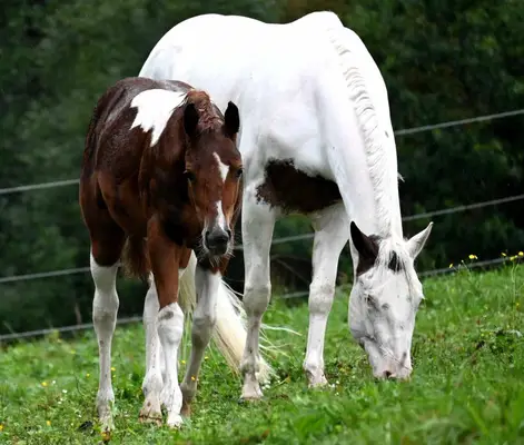 Fohlenschausiegerin & Champion Paint Horse Stute mit Top-Abs