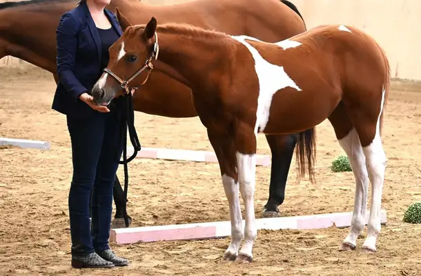 Fohlenschausiegerin & Champion Paint Horse Stute mit Top-Abs