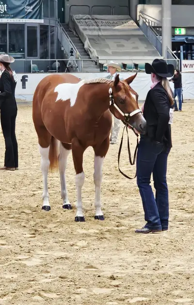 Fohlenschausiegerin & Champion Paint Horse Stute mit Top-Abs