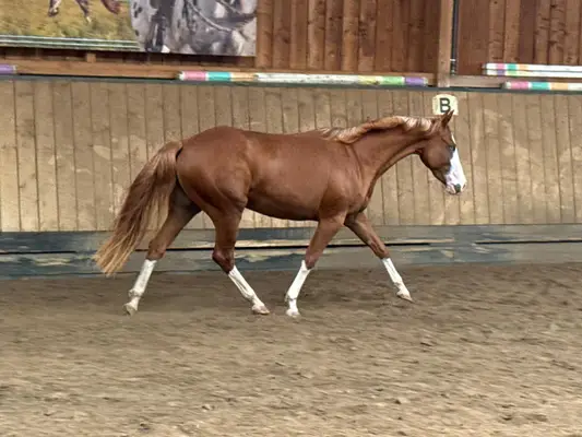 Außergewöhnliche Quarter Horse Stute mit Cutting-Talent