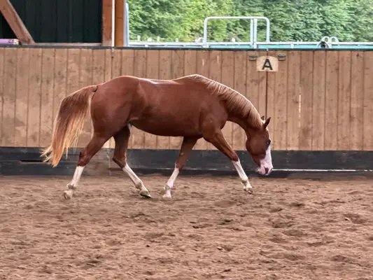 Außergewöhnliche Quarter Horse Stute mit Cutting-Talent