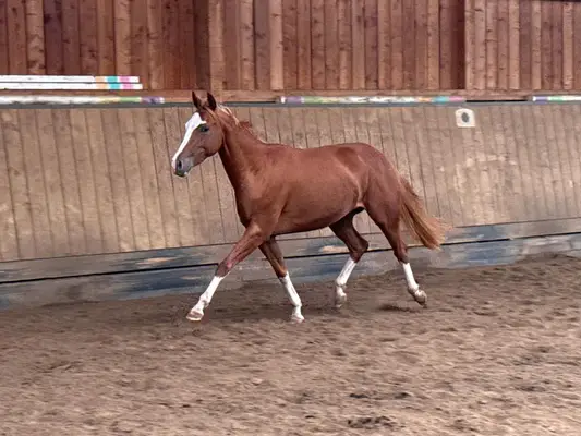 Außergewöhnliche Quarter Horse Stute mit Cutting-Talent