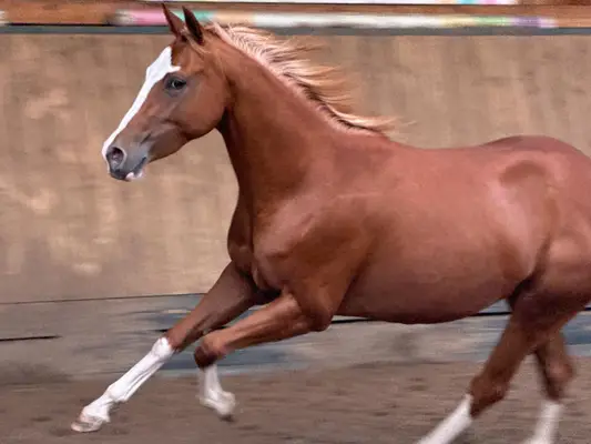 Außergewöhnliche Quarter Horse Stute mit Cutting-Talent