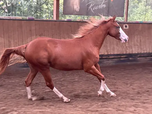 Außergewöhnliche Quarter Horse Stute mit Cutting-Talent