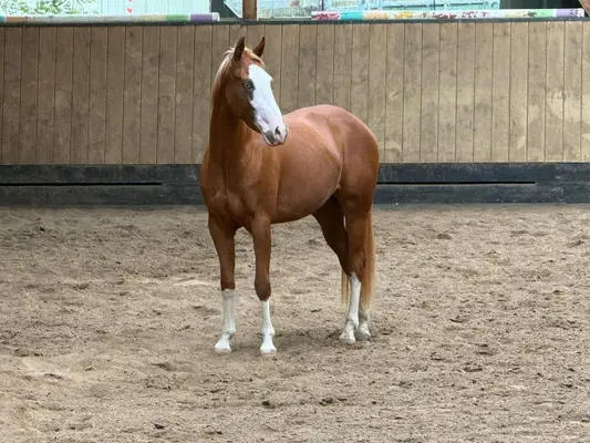 Außergewöhnliche Quarter Horse Stute mit Cutting-Talent