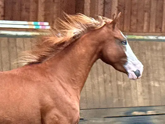 Außergewöhnliche Quarter Horse Stute mit Cutting-Talent