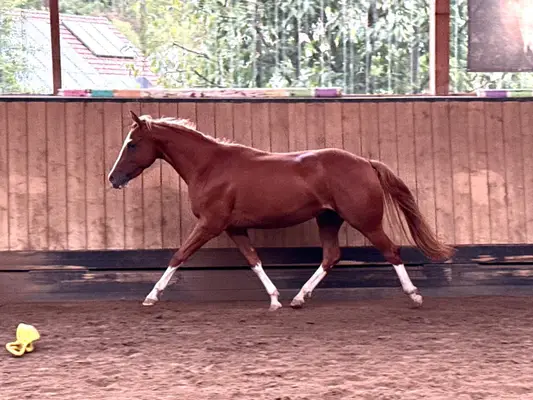 Außergewöhnliche Quarter Horse Stute mit Cutting-Talent