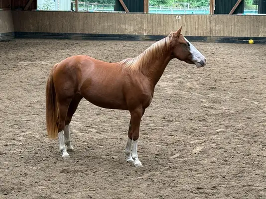 Außergewöhnliche Quarter Horse Stute mit Cutting-Talent