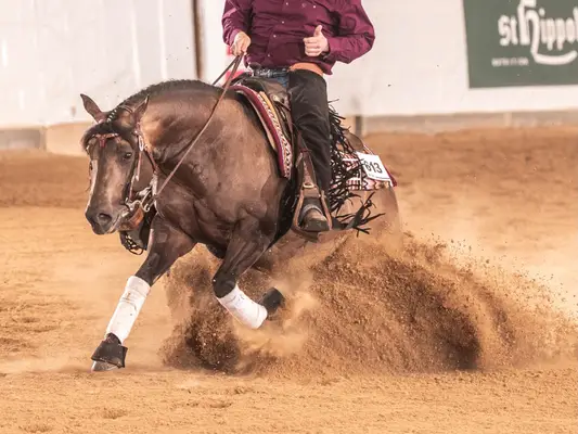 Étalon QH superbe pour le sport et l'élevage