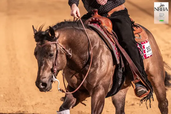 bildhübscher QH Hengst für Sport und Zucht