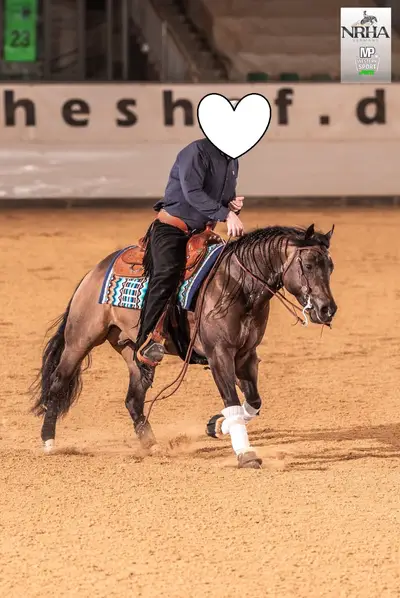 bildhübscher QH Hengst für Sport und Zucht