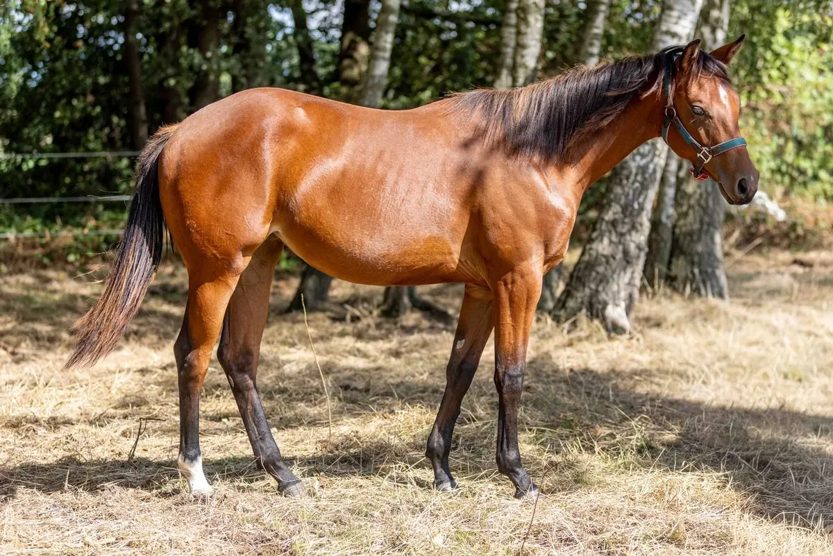 Bildschöne Quarter Horse Stute mit Spitzenabstammung und Tra