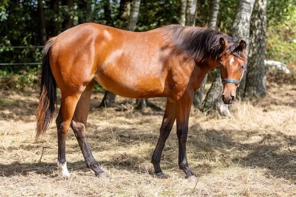 Bildschöne Quarter Horse Stute mit Spitzenabstammung und Tra