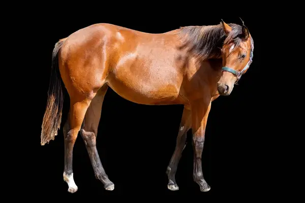 Bildschöne Quarter Horse Stute mit Spitzenabstammung und Tra