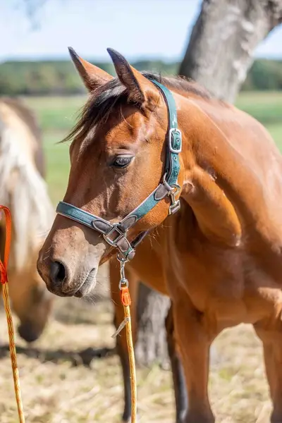 Bildschöne Quarter Horse Stute mit Spitzenabstammung und Tra