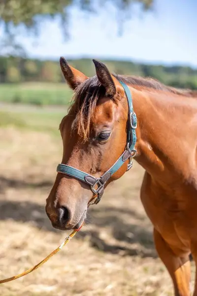 Bildschöne Quarter Horse Stute mit Spitzenabstammung und Tra