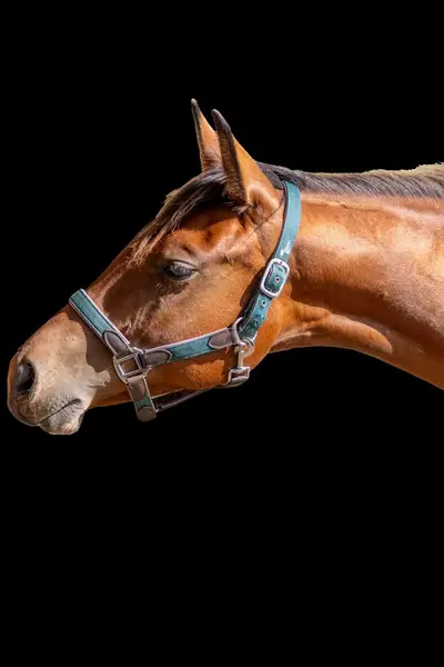 Bildschöne Quarter Horse Stute mit Spitzenabstammung und Tra